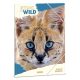 Gumis mappa ARS UNA A/4 Icons of the Wild-Serval