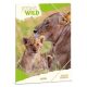 Gumis mappa ARS UNA A/4 Icons of the Wild-Lions
