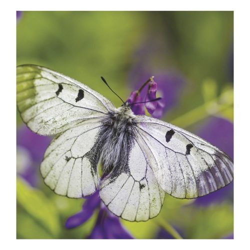 Falinaptár TOPTIMER T094 220x330mm álló Hangulatok 2027